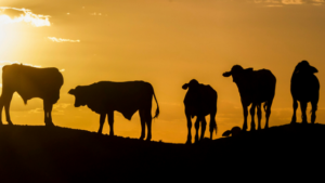 Cattle silhouette succession planning