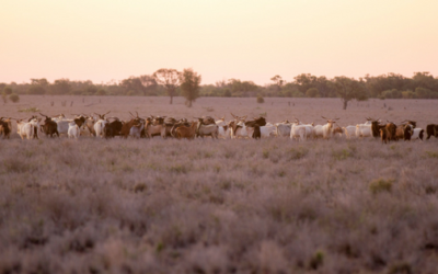 Why Property Risk Analysis and Investigations will become standard due diligence requirements for Australian Farmers