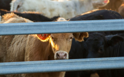 The impact of biosecurity and JBAS changes for cattle producers in Australia
