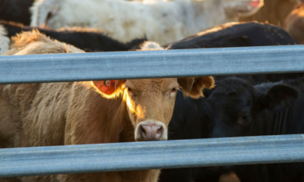 The impact of biosecurity and JBAS changes for cattle producers in Australia