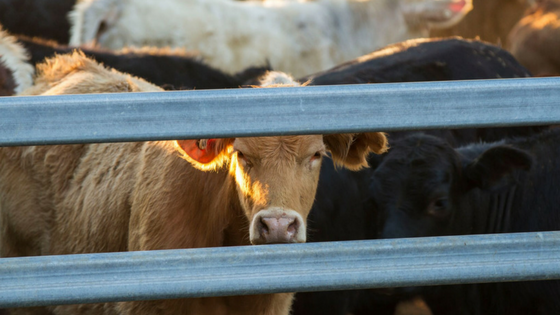 The impact of biosecurity and JBAS changes for cattle producers in Australia