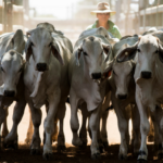 The reality check most Australian farmers need