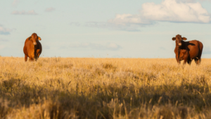 Farmers negotiating over impacts on property and livestock