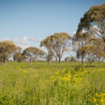 The number one thing Australian beef producers need to think about