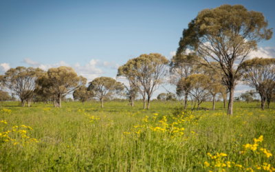 The number one thing Australian beef producers need to think about