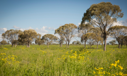 The number one thing Australian beef producers need to think about