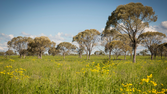 The number one thing Australian beef producers need to think about