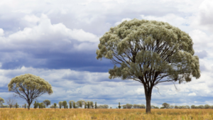 Rural property purchase