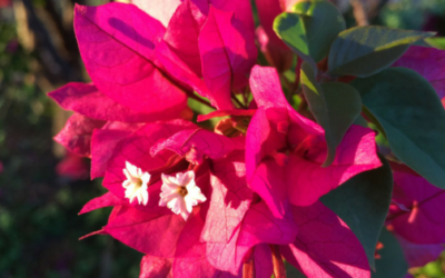 Why every husband needs to encourage their wife to join a gardening group