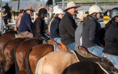 Lessons learnt from a station hand working in rural Australia