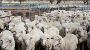 Sheep in yards needing mindset shift to move forward