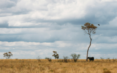 Solar and Wind Farm Development on Australian farms