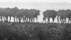 Family succession of cattle