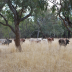 Farming Wife: the truth about farming in Australia