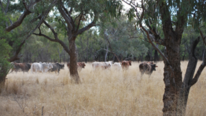 Australian farmers