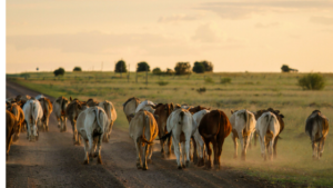 stock impact from coal seam gas in paddock