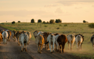 Identified Impacts of Coal Seam Gas Activity on Farming Land